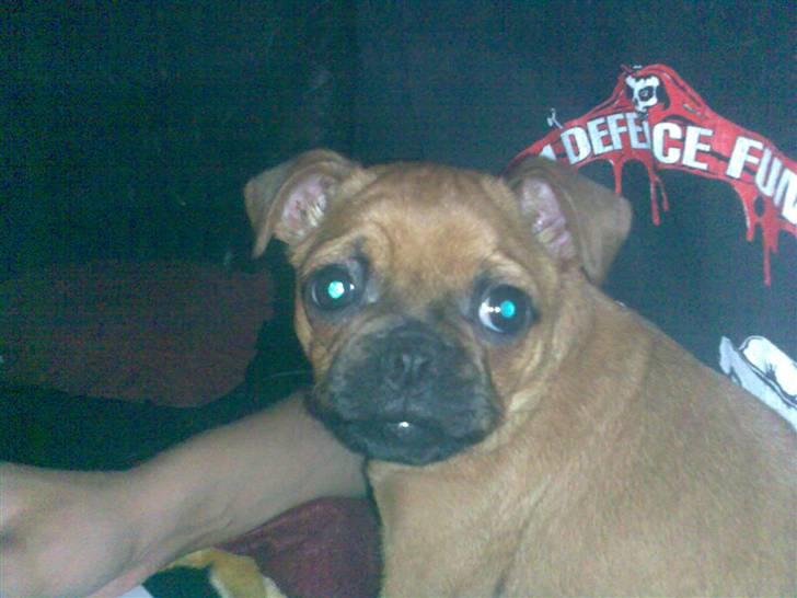 Blanding af racer Grisen billede 7