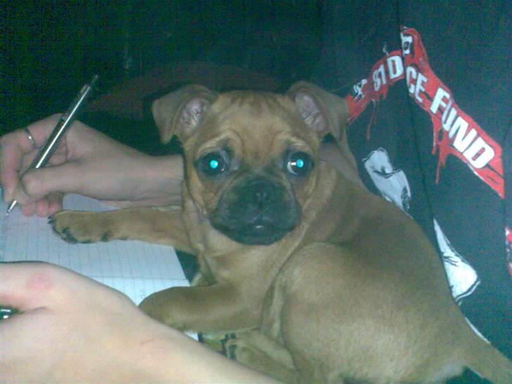 Blanding af racer Grisen billede 8