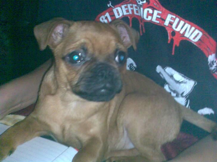 Blanding af racer Grisen billede 9