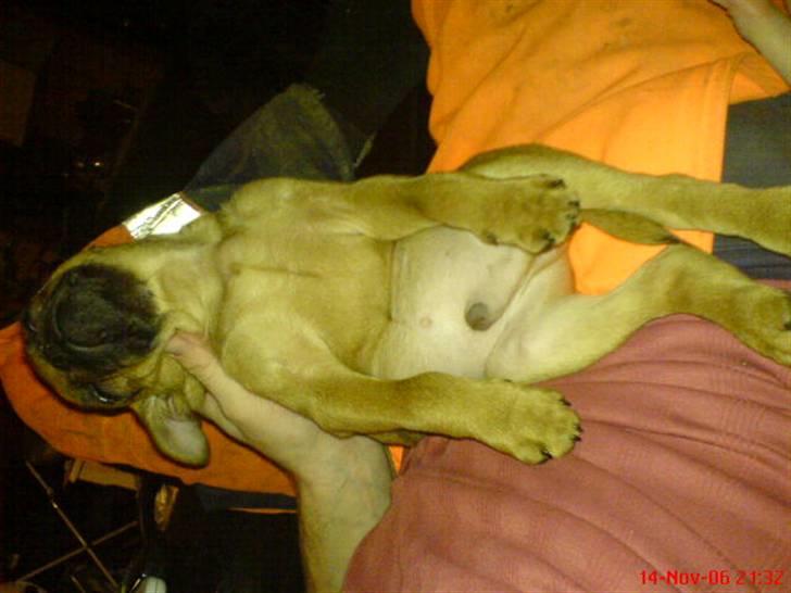 Blanding af racer Grisen billede 10