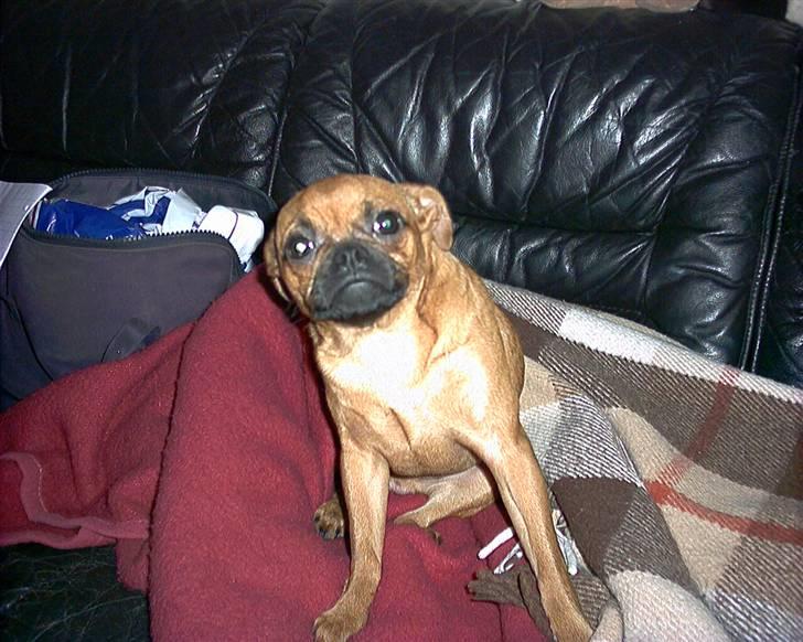 Blanding af racer Grisen billede 11