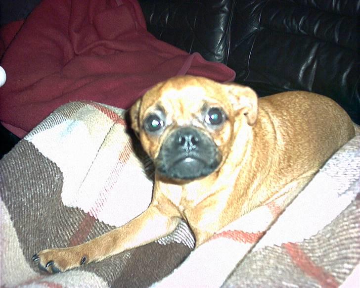 Blanding af racer Grisen billede 12