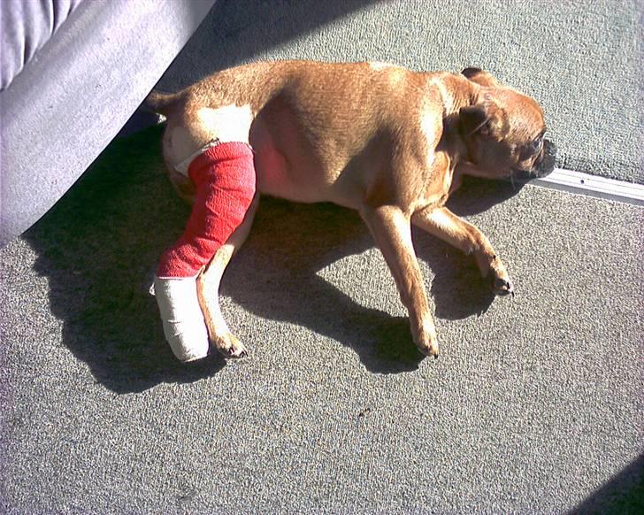 Blanding af racer Grisen billede 13