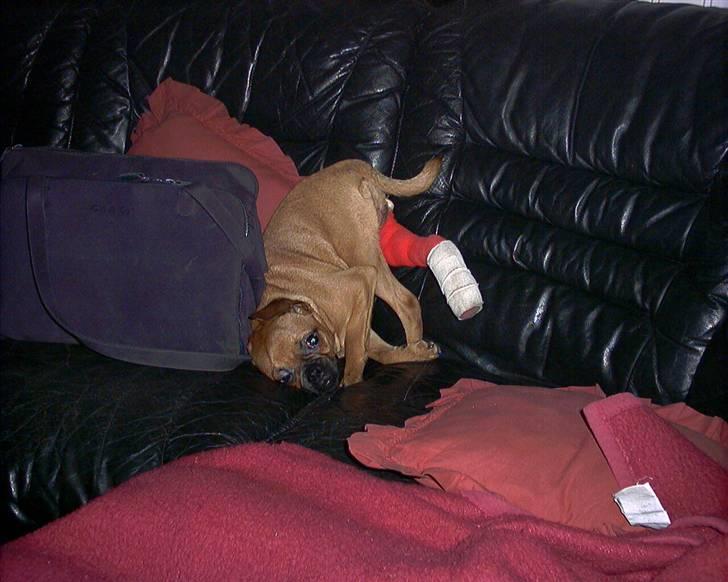 Blanding af racer Grisen billede 14