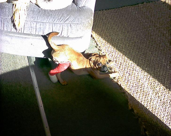 Blanding af racer Grisen billede 15