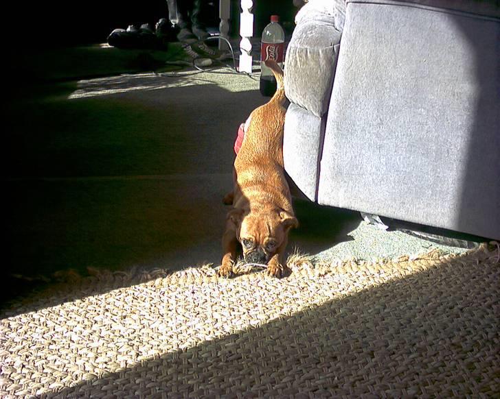 Blanding af racer Grisen billede 16