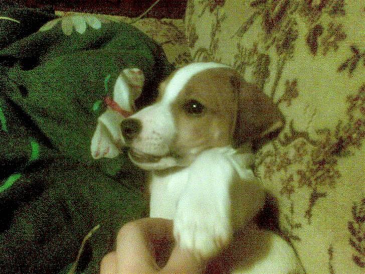 Jack russell terrier Malte <3 R.I.P. skat.. - Malte der ligger og hviler sig i campingvognen billede 10