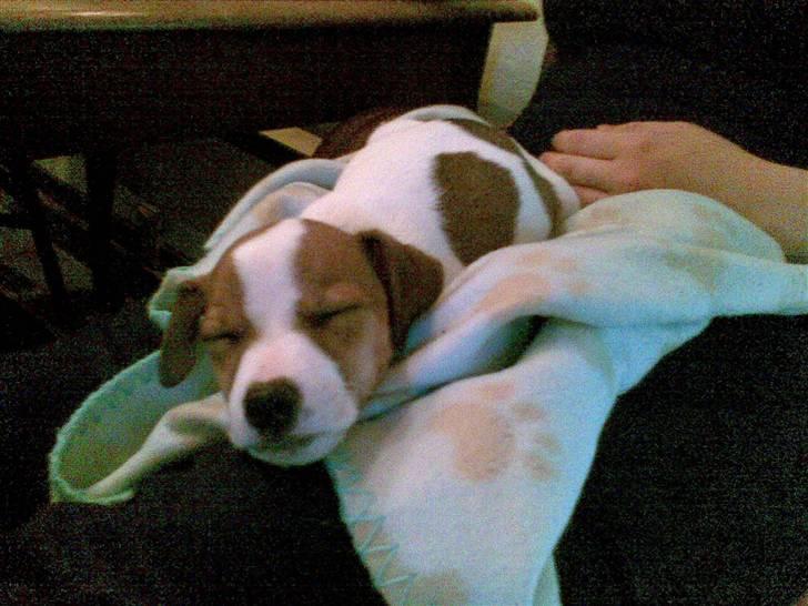 Jack russell terrier Malte <3 R.I.P. skat.. - Nårh putte putte :D billede 11