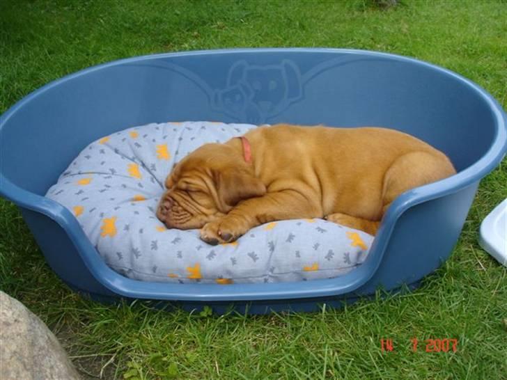 Dogue de bordeaux Honey (Vegasus Aija) - Powernap kan i hvalpetempo tage flere timer billede 5