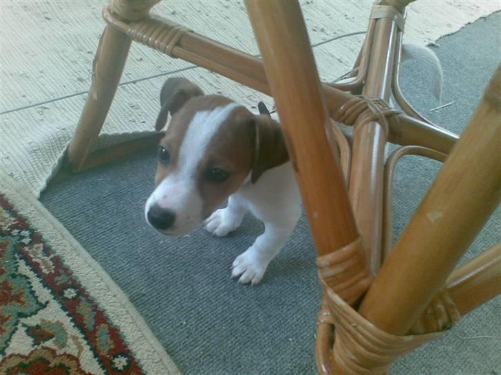 Jack russell terrier Malte <3 R.I.P. skat.. - Så nysgerrig :b billede 12