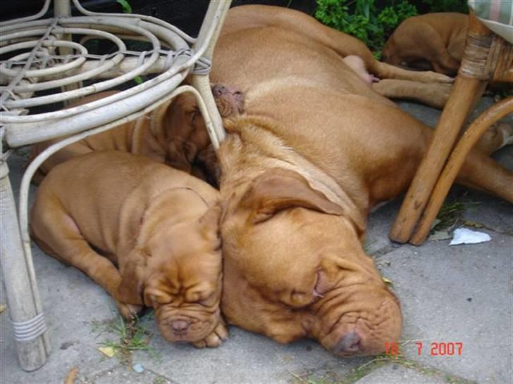 Dogue de bordeaux Honey (Vegasus Aija) - Her putter jeg med min hundemor billede 6