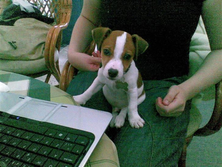 Jack russell terrier Malte <3 R.I.P. skat.. - HE HE jeg har fanget musen :P billede 13