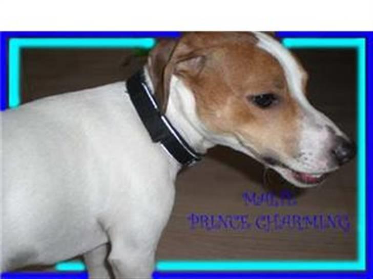 Jack russell terrier Malte <3 R.I.P. skat.. - Flotte fyr <3 billede 14