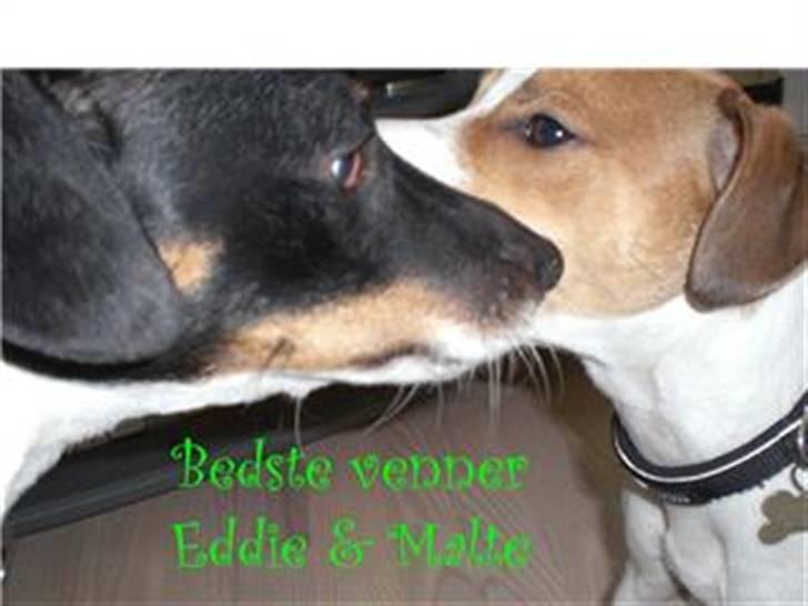 Jack russell terrier Malte <3 R.I.P. skat.. - Malte og Eddie - bedste venner :) billede 15