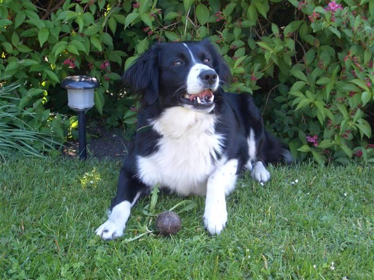 Blanding af racer Zenta billede 1