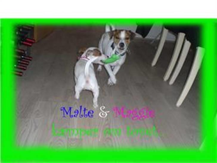 Jack russell terrier Malte <3 R.I.P. skat.. - Malte og Maggie kæmper om torvet..  billede 16