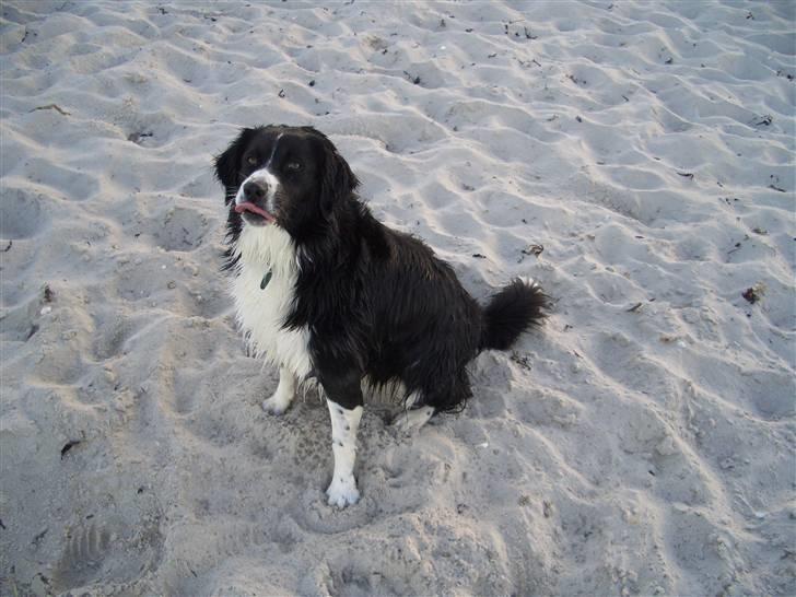 Blanding af racer Zenta billede 2