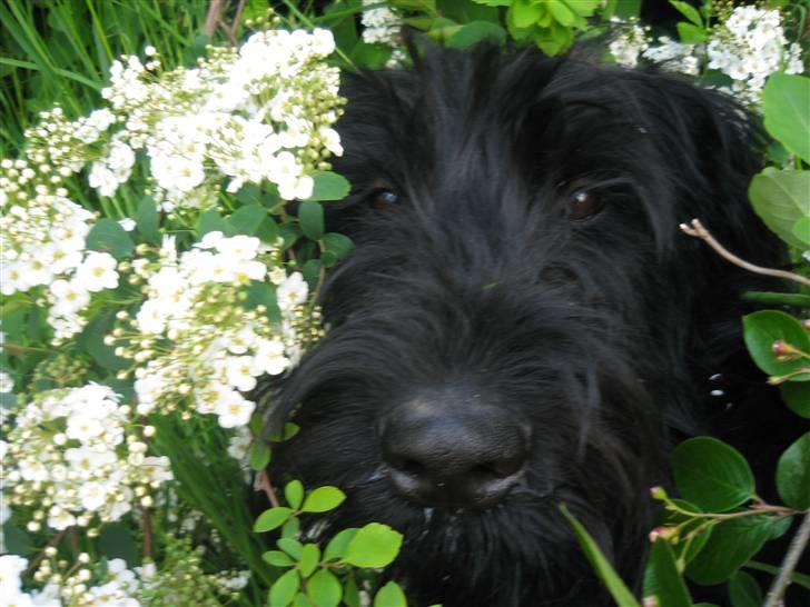 Riesenschnauzer Manus Ningra Auroa(Mille) - Velkommen til min dejlige hund milles galleri<3 billede 1