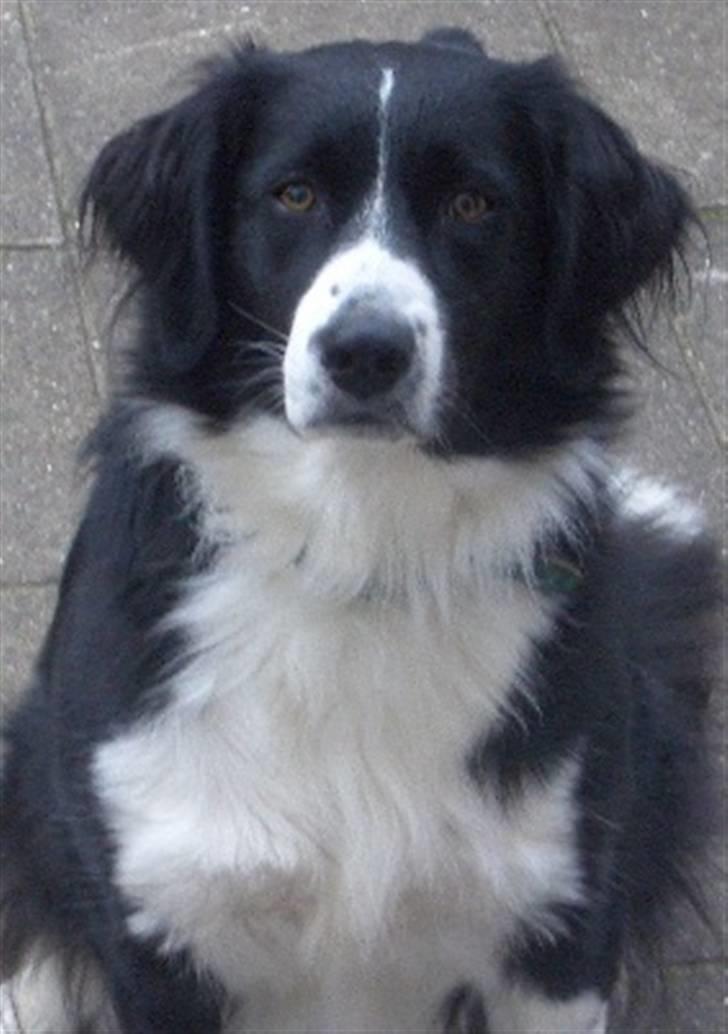 Blanding af racer Zenta billede 3