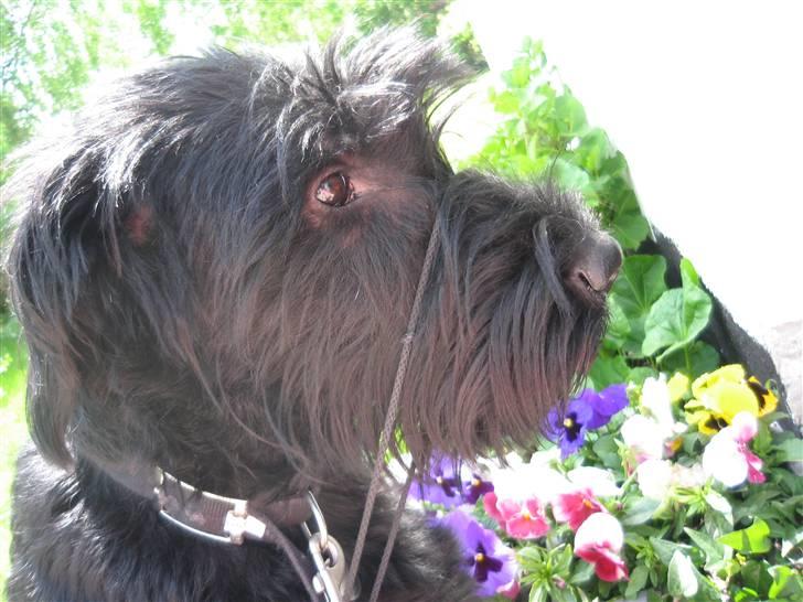 Riesenschnauzer Manus Ningra Auroa(Mille) - er hun ikk smuk? hehe jeg leger amatørfotograf:-D billede 2