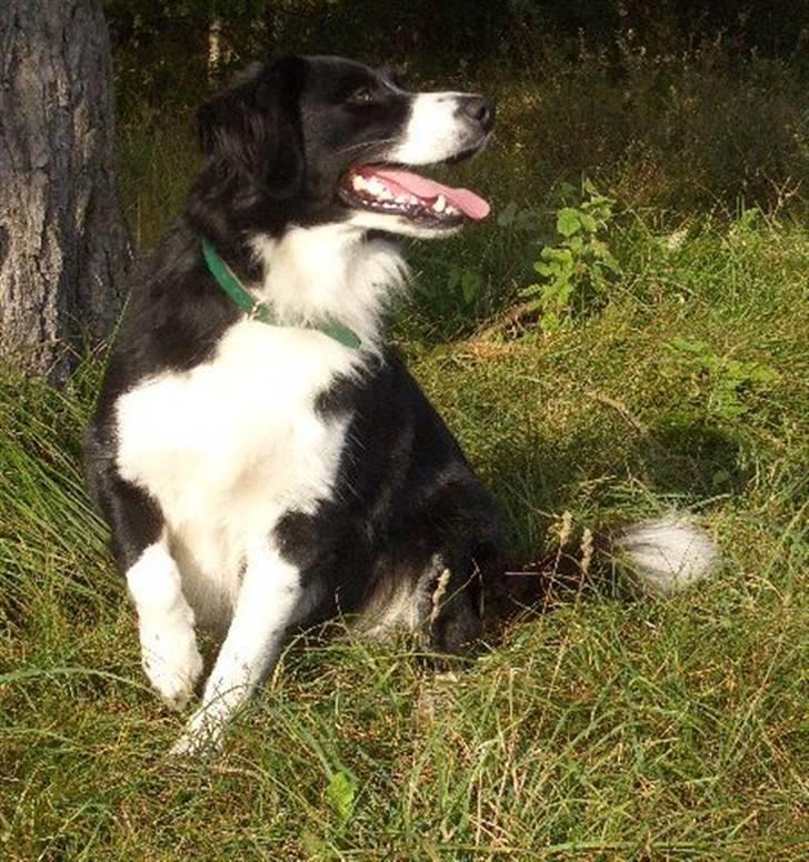 Blanding af racer Zenta billede 4