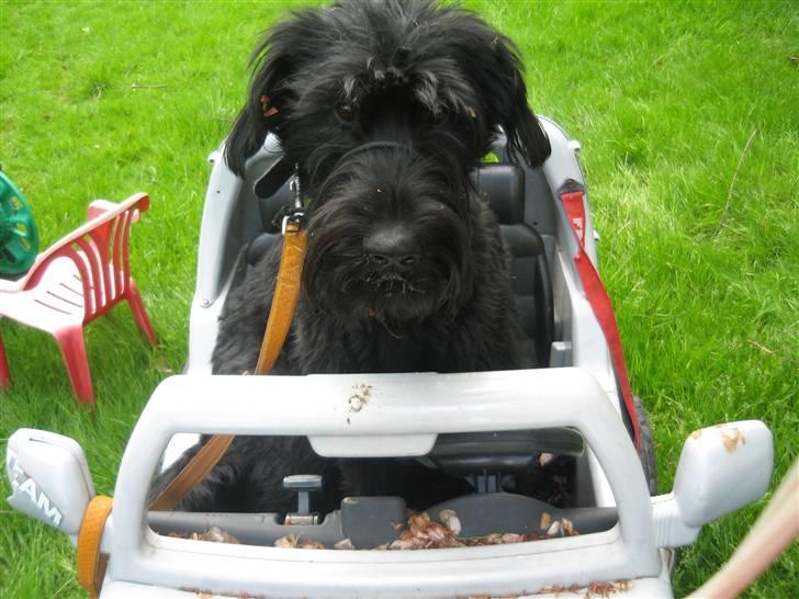 Riesenschnauzer Manus Ningra Auroa(Mille) - så køre vi flyt dig!!! :-D billede 3