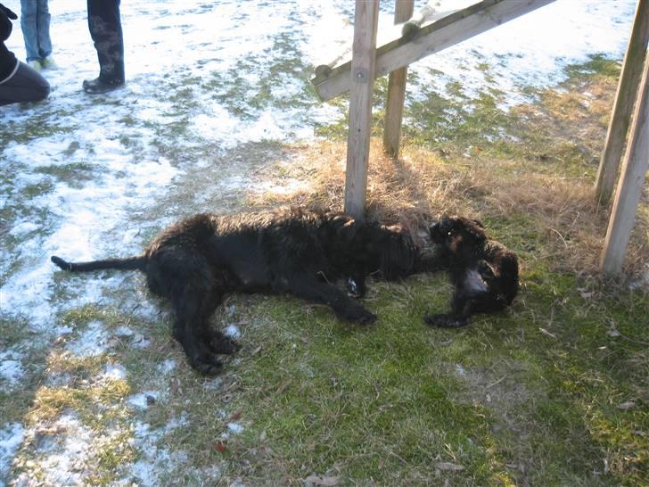 Riesenschnauzer Manus Ningra Auroa(Mille) - her ligger mille sammen med sin mor Urayha men det er taget for et å siden:-D billede 4