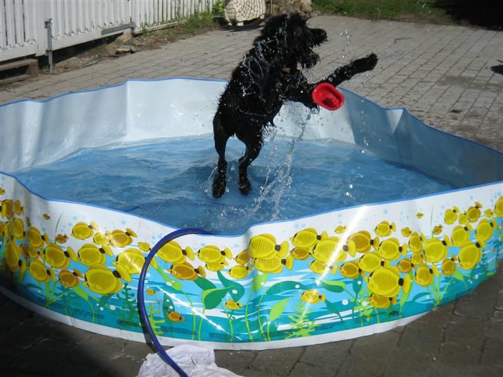 Riesenschnauzer Manus Ningra Auroa(Mille) - NÅRH!! min lille vand hund <3 billede 5