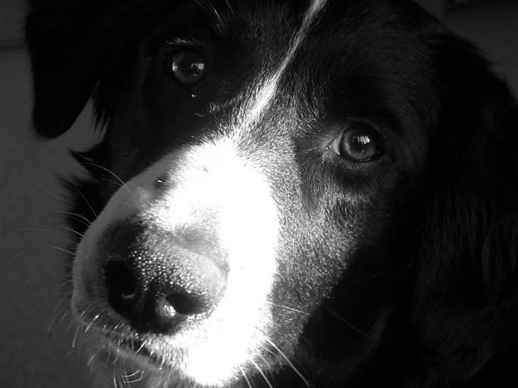 Blanding af racer Zenta billede 5