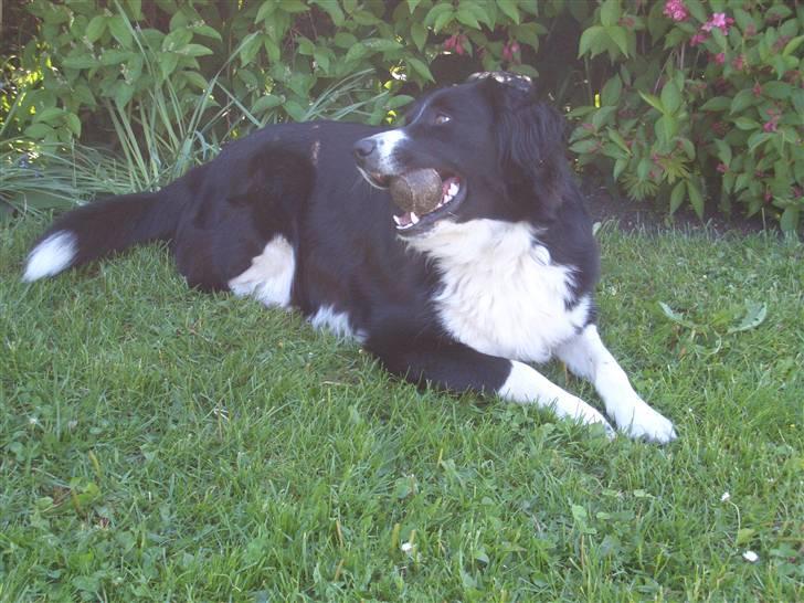 Blanding af racer Zenta billede 6