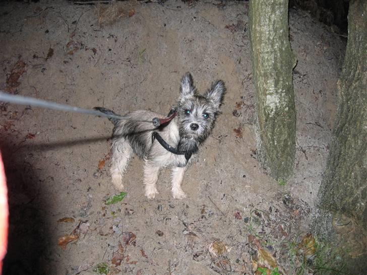 Blanding af racer Mille - Vil du noget?? billede 7