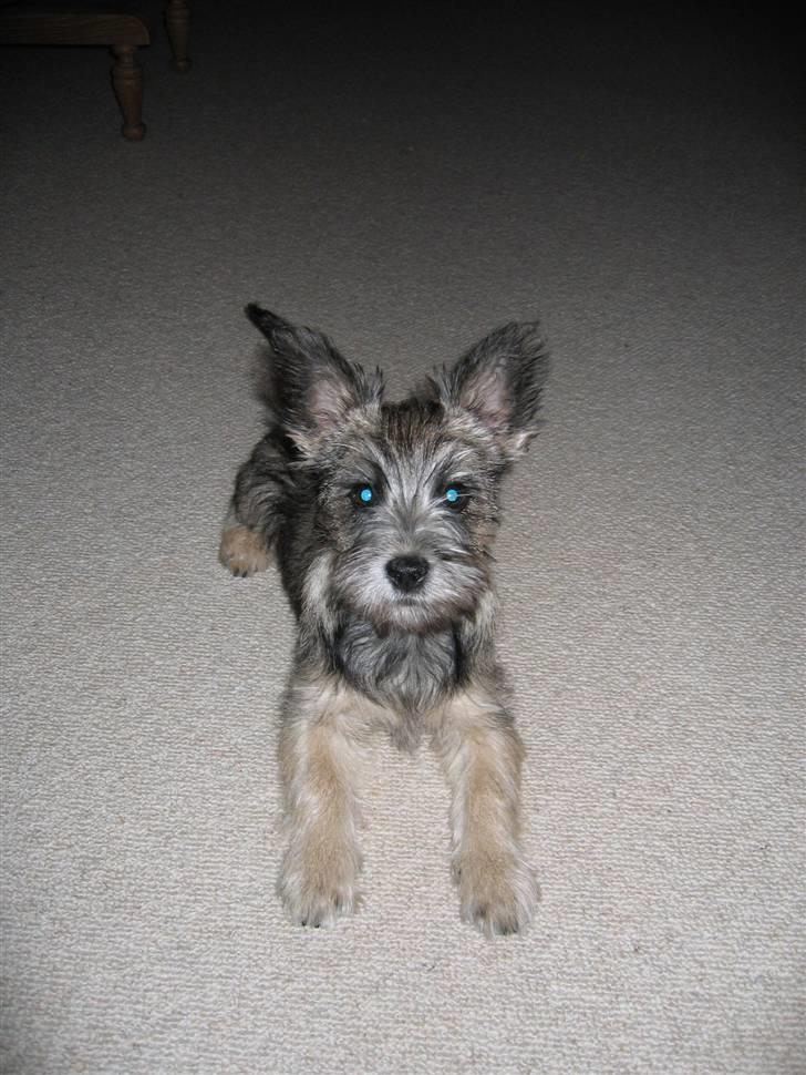 Blanding af racer Mille billede 8