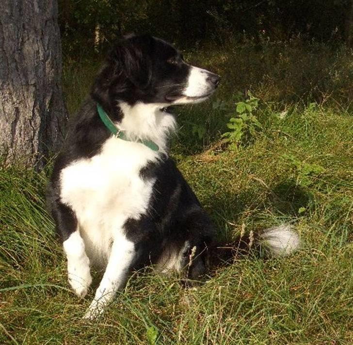 Blanding af racer Zenta billede 7