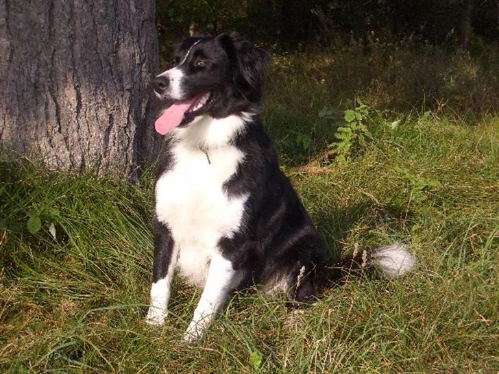 Blanding af racer Zenta billede 8