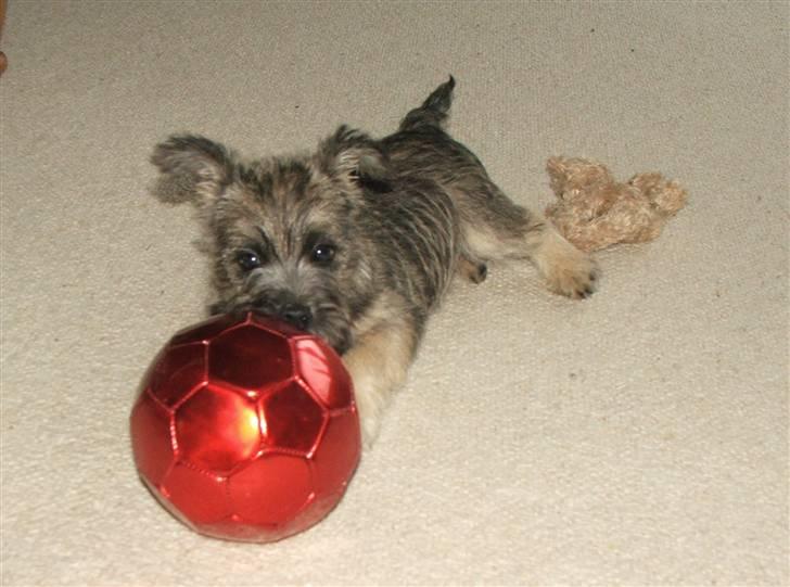 Blanding af racer Mille billede 9