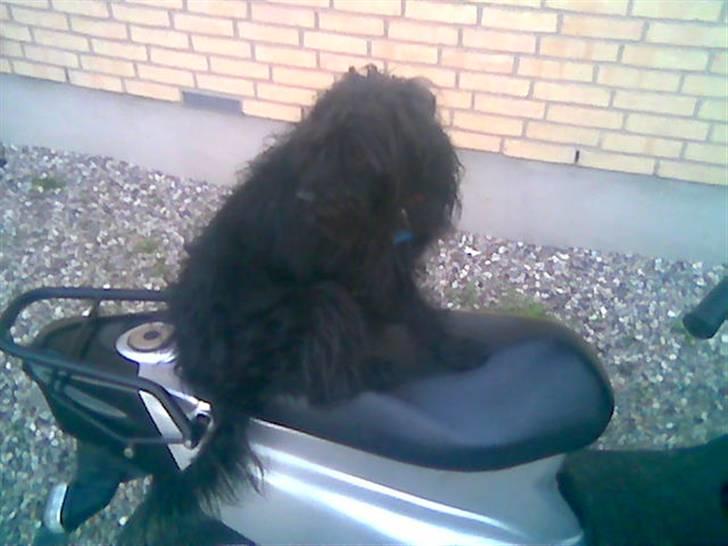 Blanding af racer bobby - kom nu billede 11