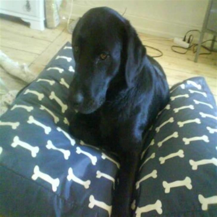 Blanding af racer mille - min nye pude men gider den ikk billede 1