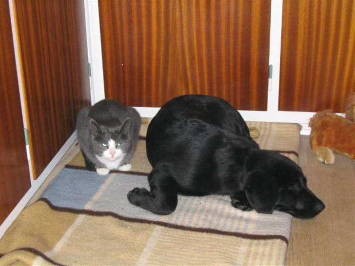Blanding af racer mille - mille og miller..... min søsters kat billede 2