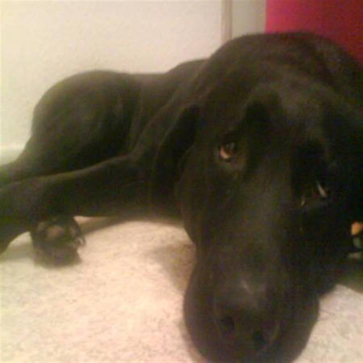 Blanding af racer mille - taget af en fotograf billede 3