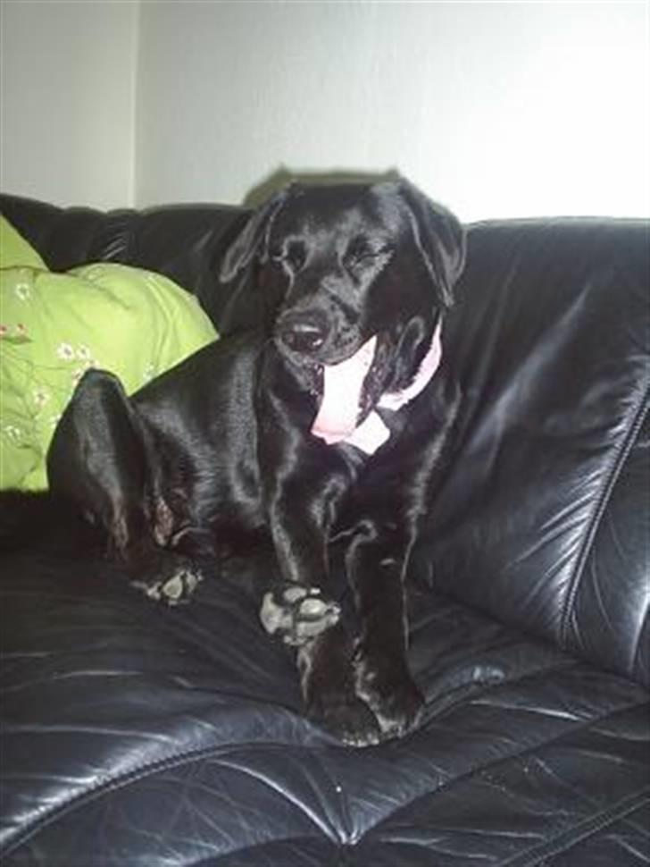 Blanding af racer mille - gab du er træls mor..... du må kun tage billeder når jeg er smuk  billede 4