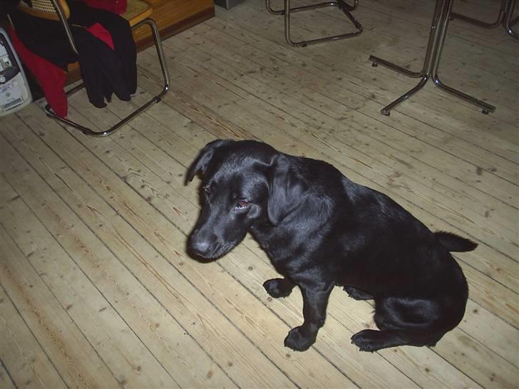 Blanding af racer mille - ihhh tag da det dumme dumme billed gider ikk vente mere billede 5