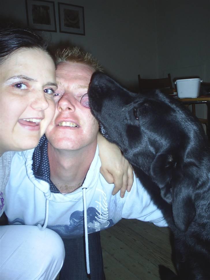 Blanding af racer mille - kys kys hi hi billede 6