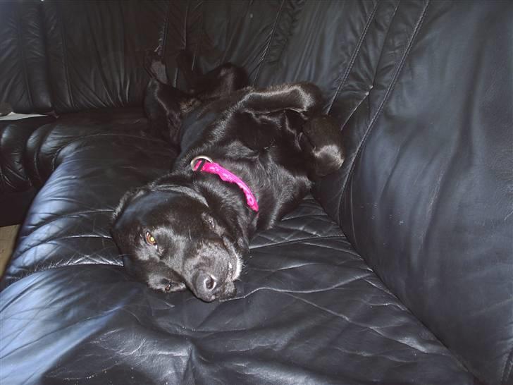 Blanding af racer mille - kom hjem fra arbejde og der lagde min lille prinsesse billede 8