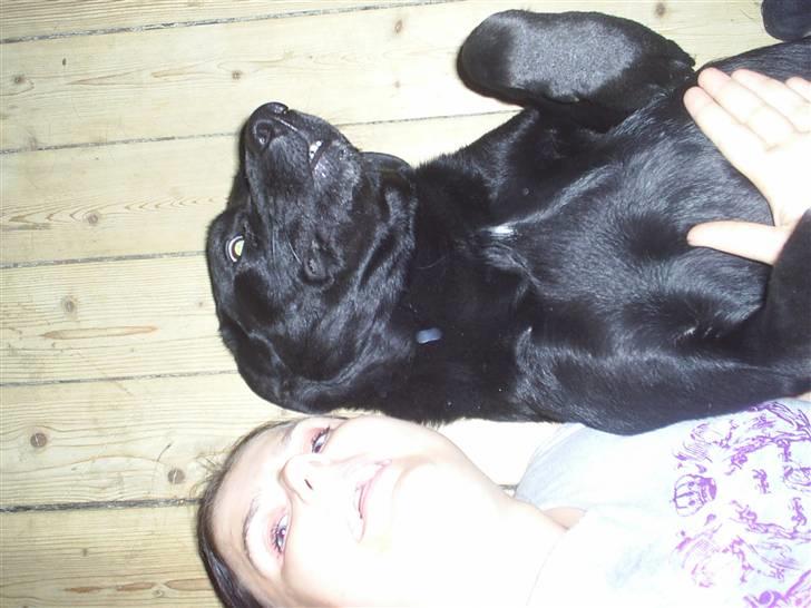 Blanding af racer mille - rigmeligt dårligt billed men vi havde det bare så sjovt der billede 9