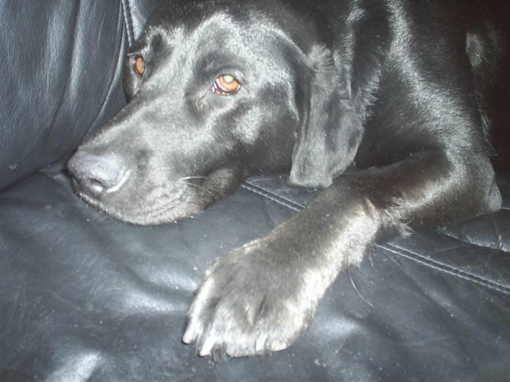 Blanding af racer mille billede 10