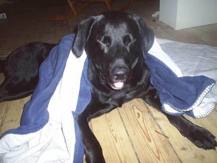 Blanding af racer mille billede 11