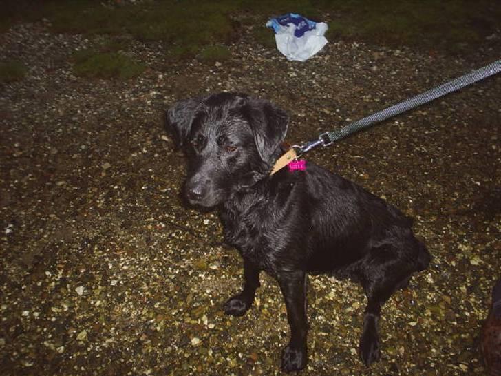 Blanding af racer mille billede 13