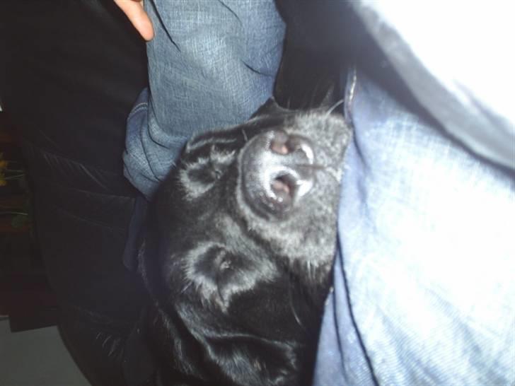 Blanding af racer mille billede 14