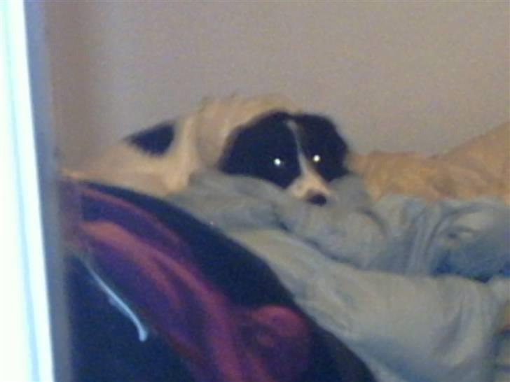 Border collie Laco - Det her er så min lille charmetrold billede 1