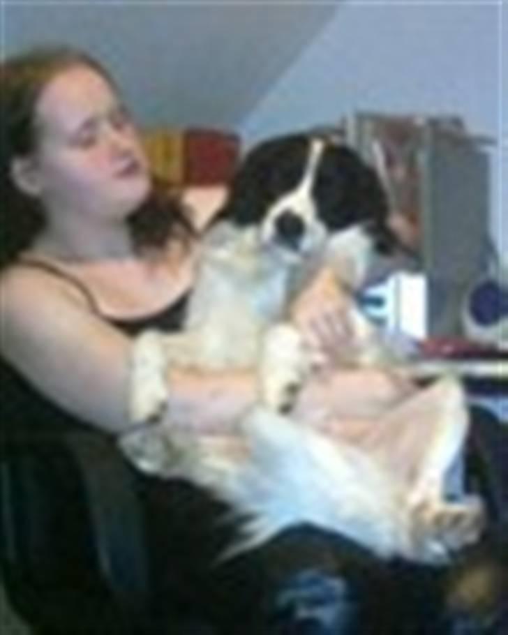 Border collie Laco - er han ikke sød billede 2